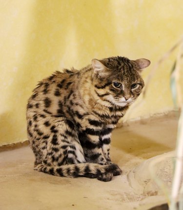 Oscar the fuzzy black footed cat looking solemn