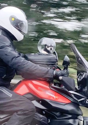 small dog on motorcycle with a helmet