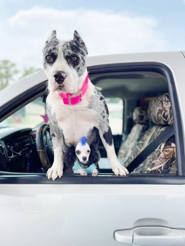 big and small dog stick their heads out truck window