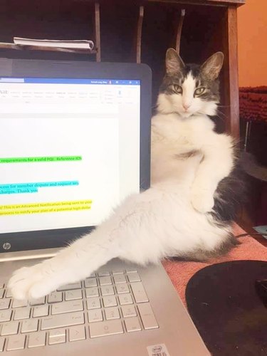 cat sticks foot on laptop keyboard