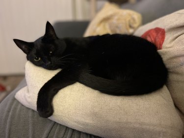 black cat sleeping on a pillow.