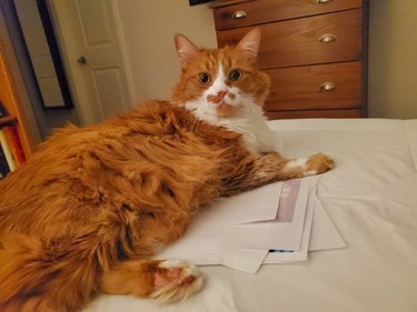 orange cat sleeping on man's important papers.
