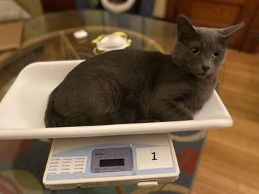 Grey cat lounges in basket of veterinary scale.