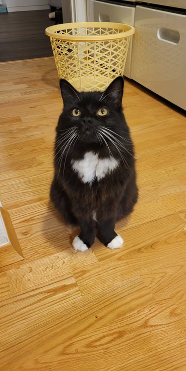 Tuxedo cat sits with front paws pointed away from each other.