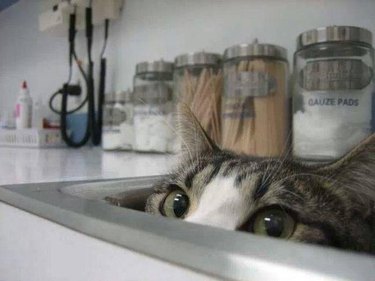 cat hiding in sink at vet's office.