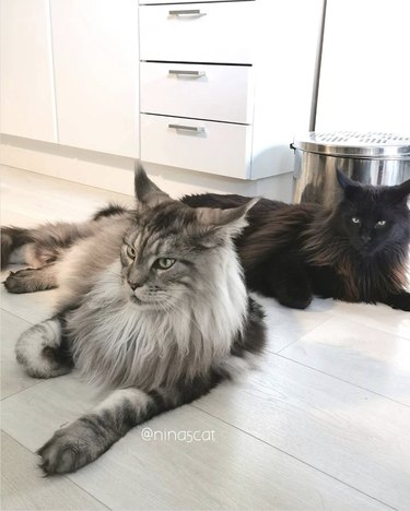 two fluffy cats lying in the kitchen waiting for food.