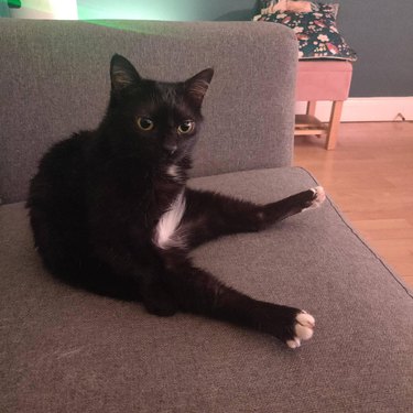 Tuxedo cat sits on couch with back paws splayed out in front.