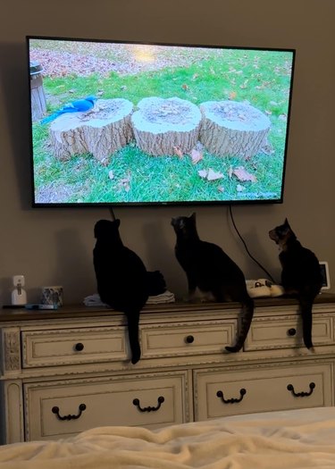 cats captivated by bird on television.