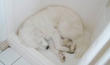 White sheepdog sleeping curled up on the floor of a shower.