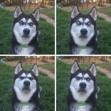 dog disappointed in human for pretending to throw a ball