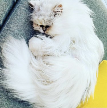 a fluffy white cat lying on the couch.