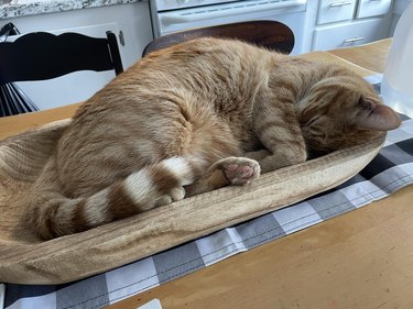 cat steals woman's centerpiece plate.