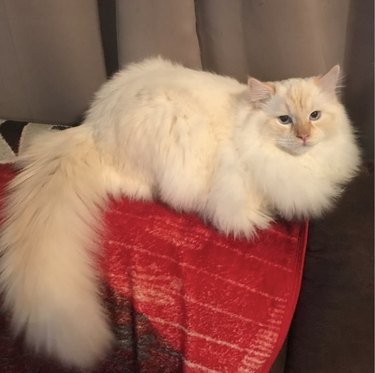 a fluffy white cat lying on a red blanket.
