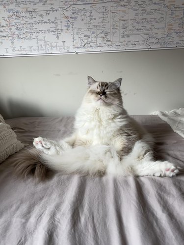 Fluffy cat sits on bed like a human with eyes closed and back legs spread wide.