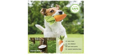 dog with HEYKEY chew toy in the shape of a carrot.