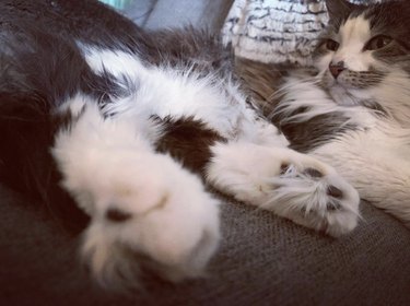 a fluffy cat with very furry toes.