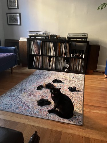 Black cat sits on living room floor rug with four pairs of black socks.