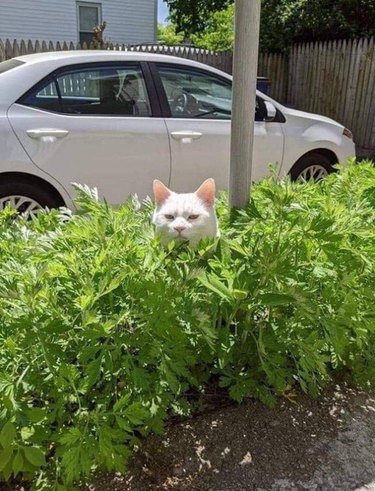 white cat hiding in bush.