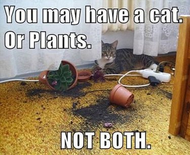 cat destroying plants