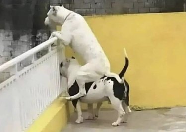 dog riding another dog