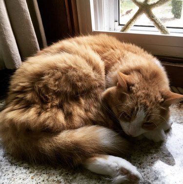 a fluffy orange cat curled up by the window.