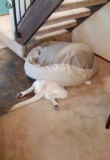 dog sleeping under bean bag