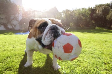 dog and plush soccer ball