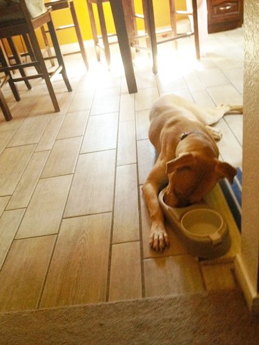 Dog sleeping with their head in their food bowl.