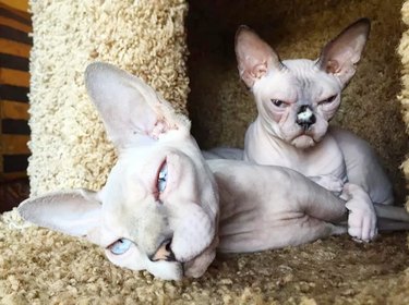 grumpy sphynx cats