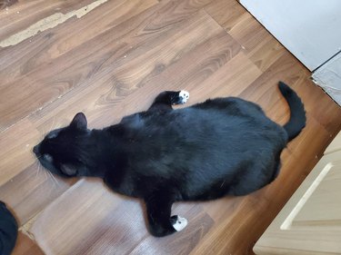 Cat lies on wood floor with front paws at right angles behind him.