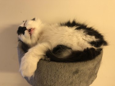 Black and white kitten sleeping curled up with mouth open.