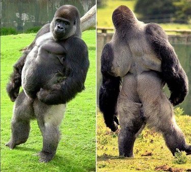 bipedal gorilla