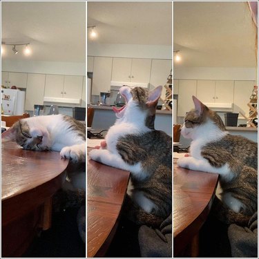 Cat yawns while sitting at the kitchen table.