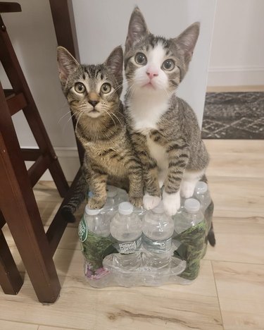 kitten siblings standing on package of bottled water.