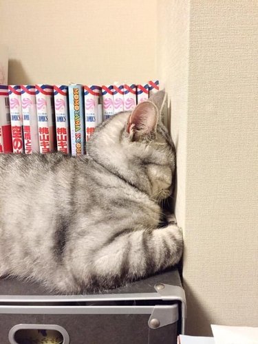 cat resting face against wall.