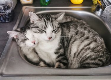 cat cuddling together in a sink.