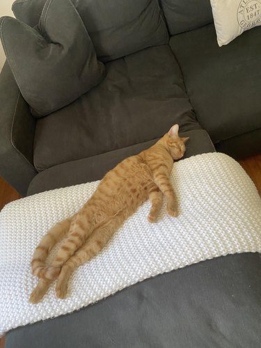 Ginger cat on couch sleeps fully stretched out.