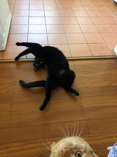 Black cat does a crazy stretch on the floor while ginger cat looks on.