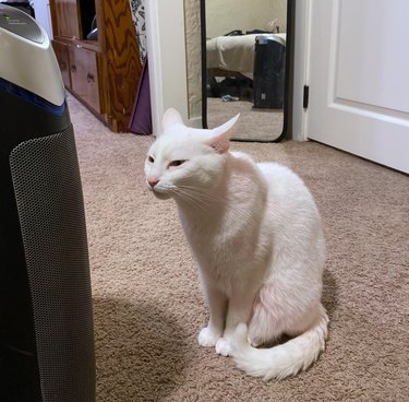 White cat squints while sitting in front of fan.