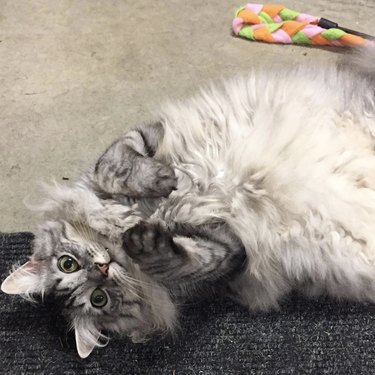 a fluffy gray cat lying on their back.