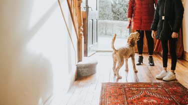 dog says goodbye to people