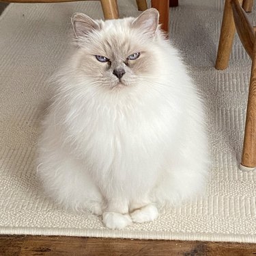 a fluffy white cat with a grumpy look on their face.
