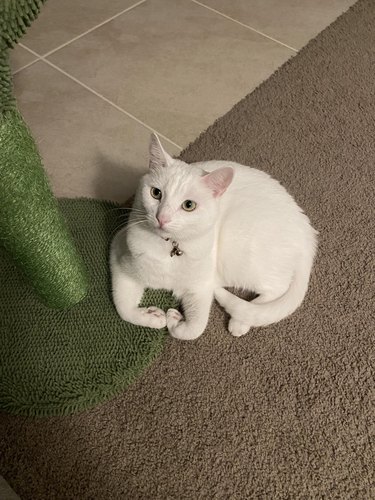 White cat lies on carpet with front paws turned in like a flex.