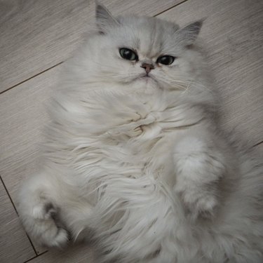 a fluffy white cat lying on their back.