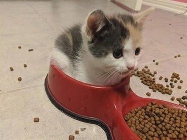 kitten sits and fits perfectly in water bowl.