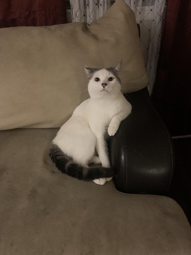 Concerned looking cat sits on couch with one elbow propped against armrest.