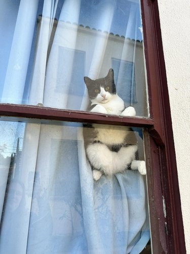 cat climbs and hangs from window to greet person.