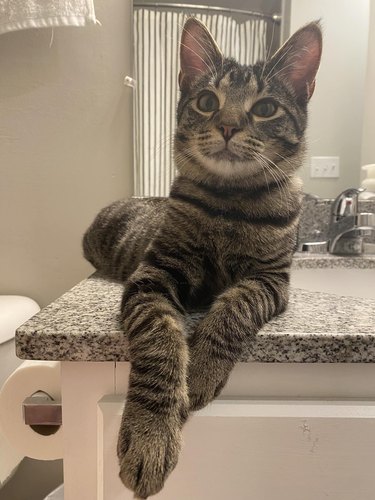 cat proud of handiwork knocking over humidifier.