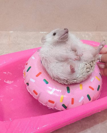 hedgehog on donut-shaped pool floatie
