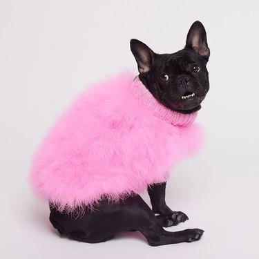 Black French bulldog wearing a hot pink fuzzy sweater.